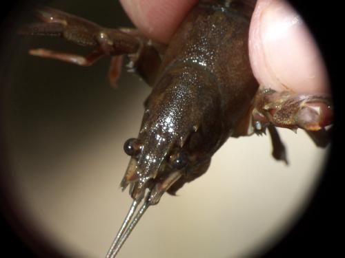Réf. 276 436 : Pacifastacus leniusculus